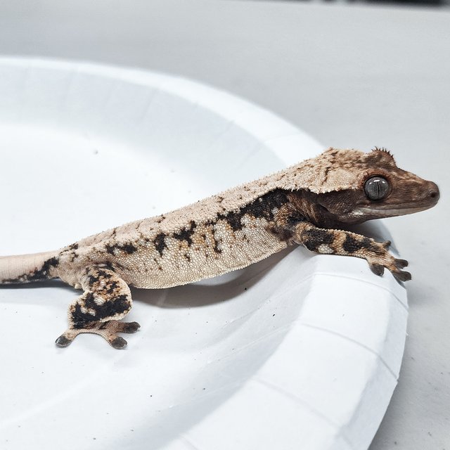 Tri Extreme Harlequin
