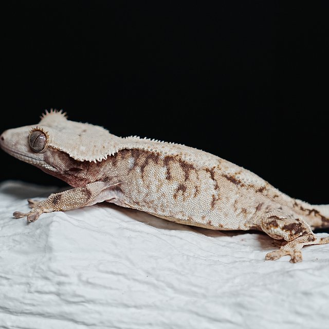 트라이 익스트림할리퀸