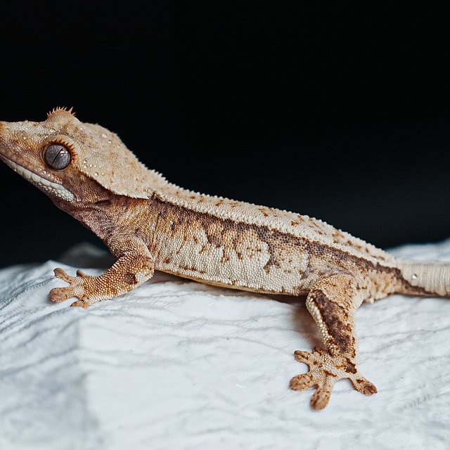 Tri Extreme Harlequin