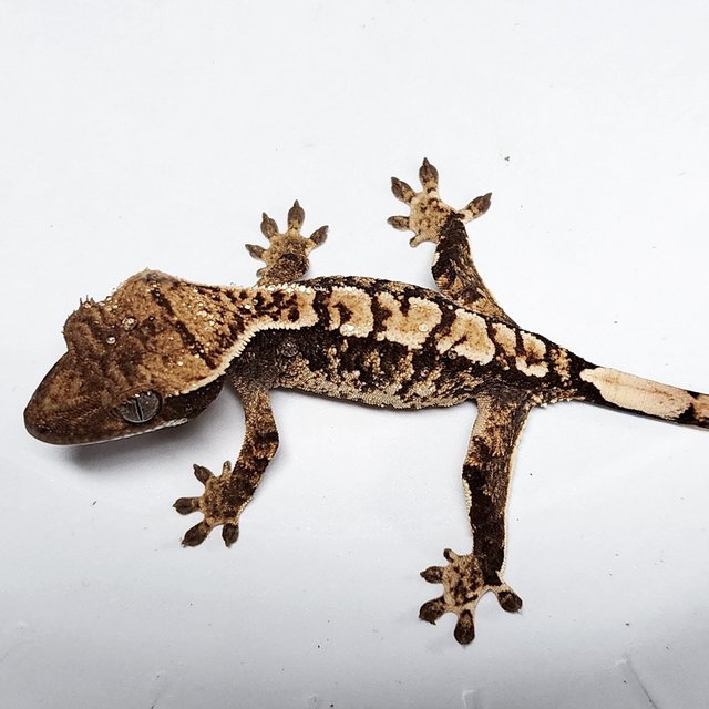 100% Het Axanthic