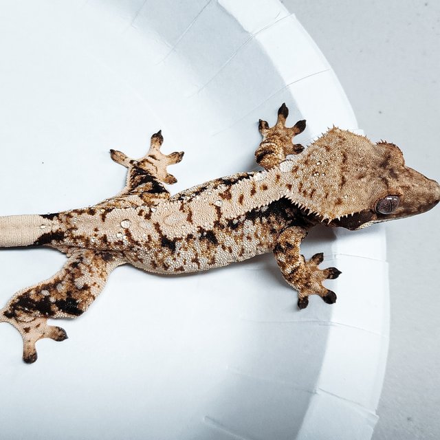 Tri Extreme Harlequin