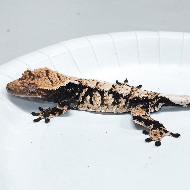 Tri Extreme Harlequin