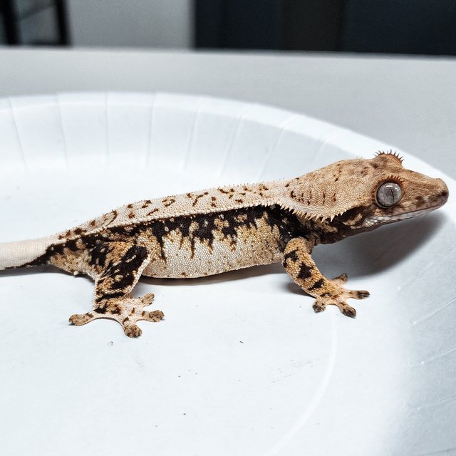 Tri Extreme Harlequin