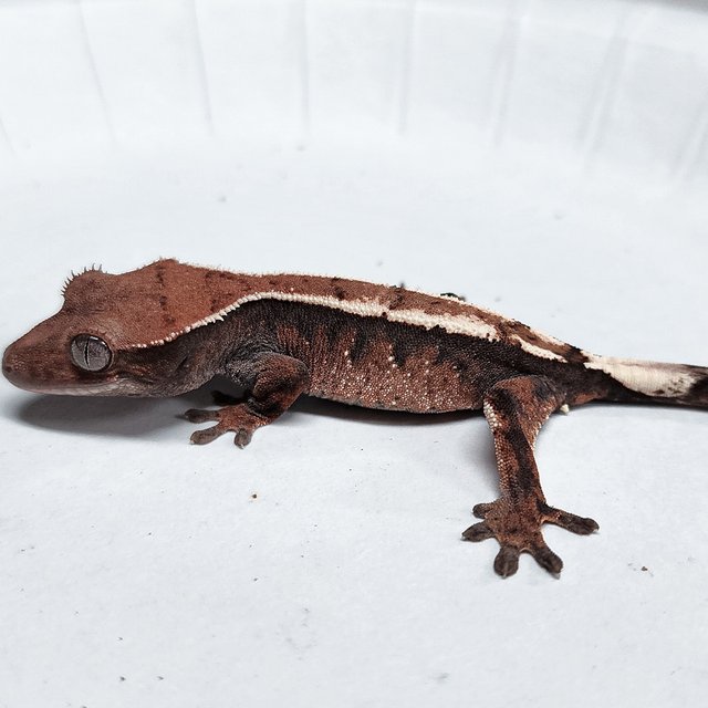 100% Het Axanthic Sable