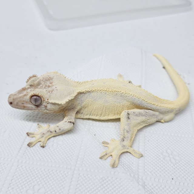 풀핀 릴리화이트