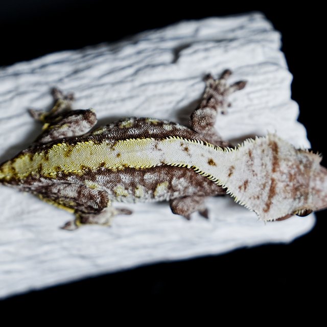 Tri Extreme Harlequin