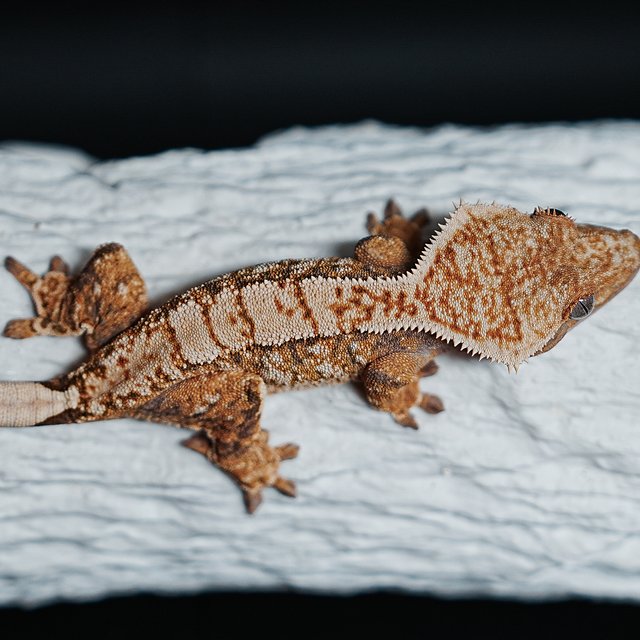 Tri Extreme Harlequin