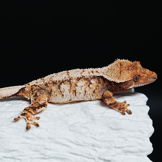 Tri Extreme Harlequin