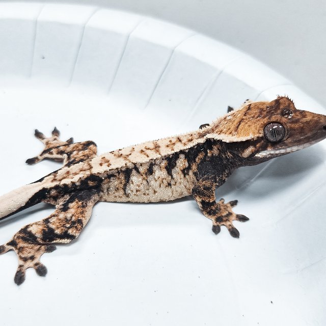 Tri Extreme Harlequin