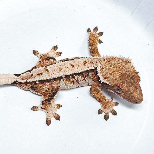 Tri Extreme Harlequin
