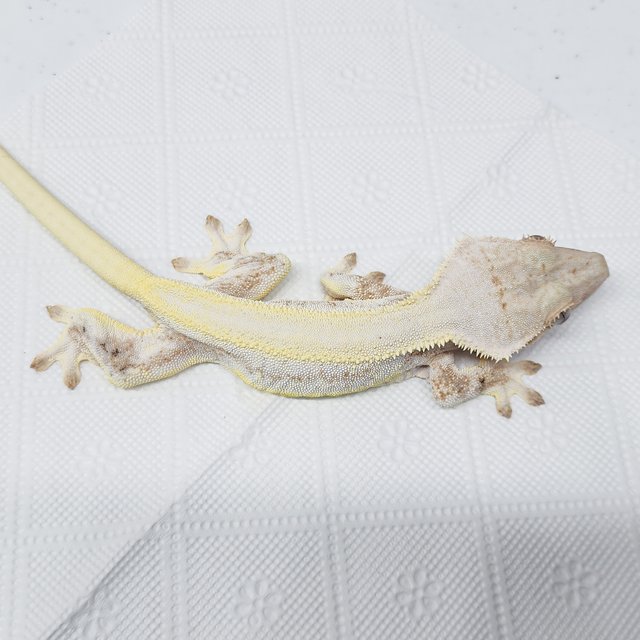 풀핀 릴리화이트