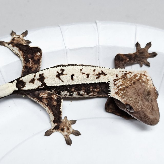Sable 100% Het Axanthic