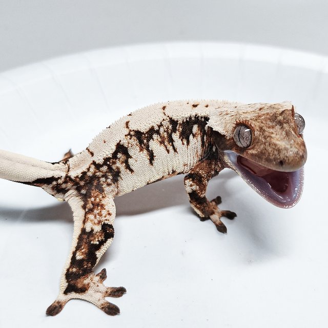 Tri Extreme Harlequin