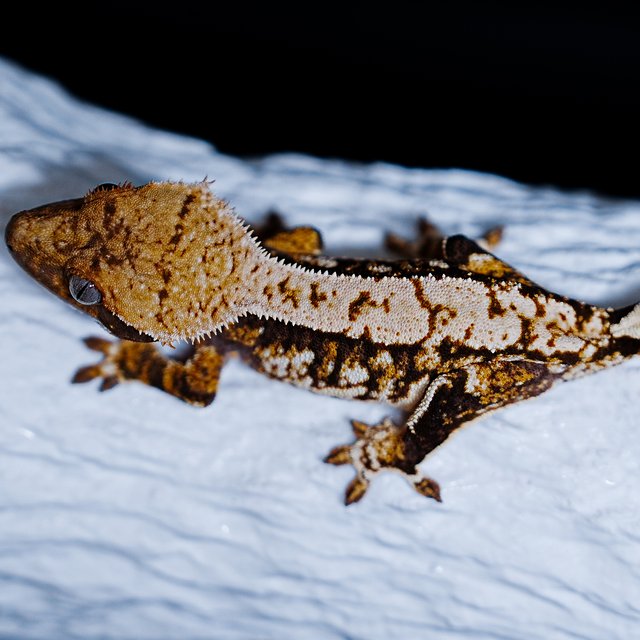 Tri Extreme Harlequin