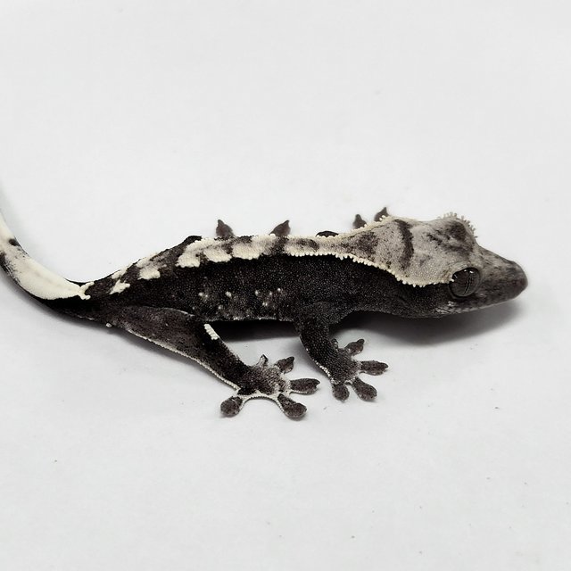 Axanthic