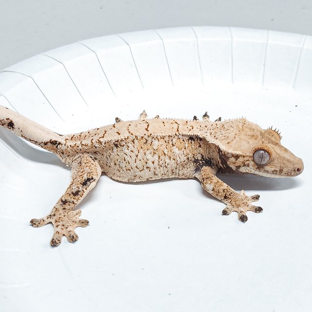 Tri Extreme Harlequin
