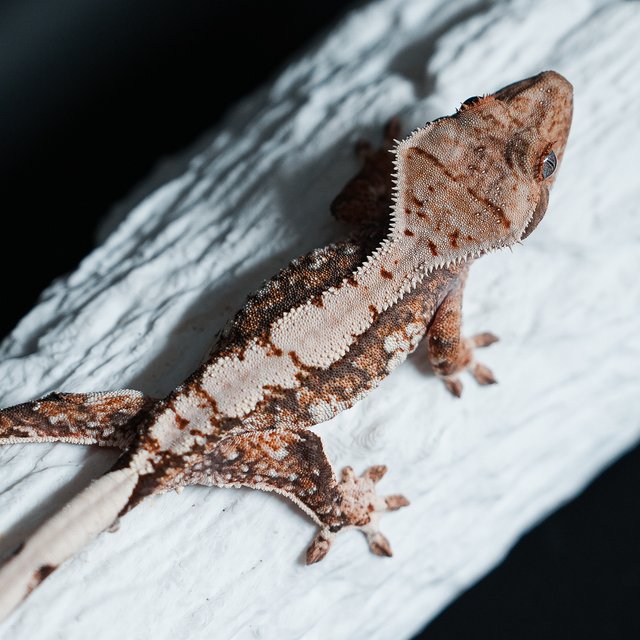 트라이 익스트림할리퀸