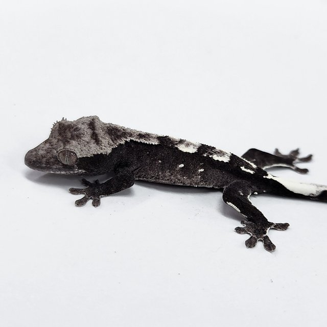 Axanthic