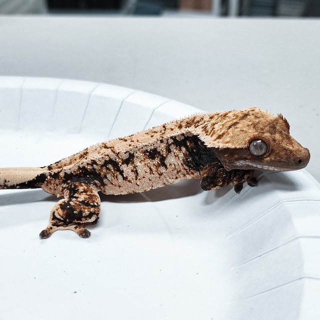 Tri Extreme Harlequin