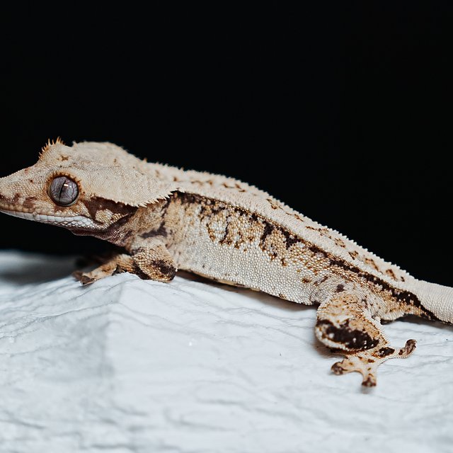 Tri Extreme Harlequin