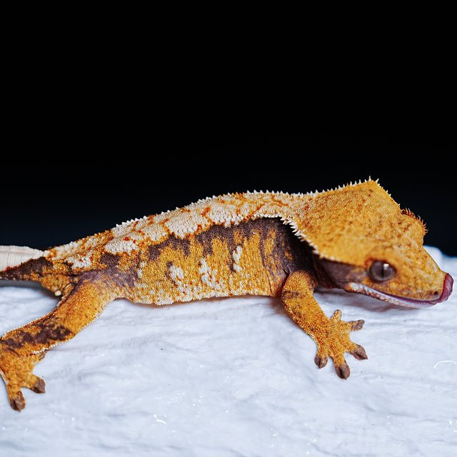 Tri Extreme Harlequin