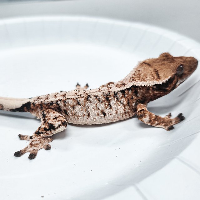 Tri Extreme Harlequin