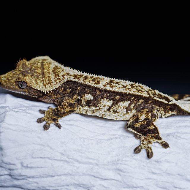 Extreme Harlequin Tri