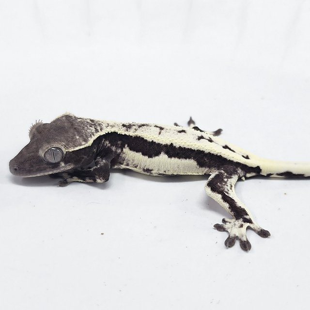 Sable Lilly Axanthic