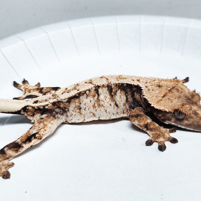 Tri Extreme Harlequin