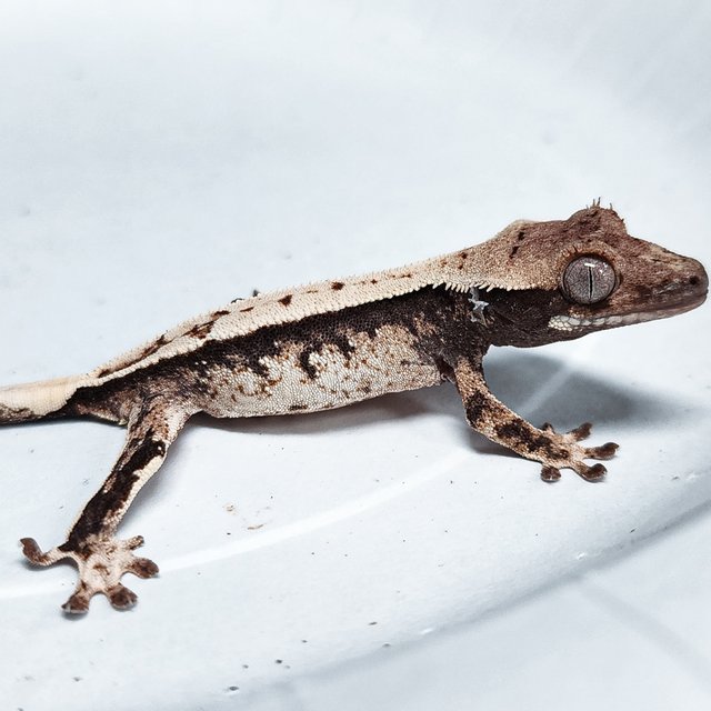 Full Pinstripe 100% Het Axanthic