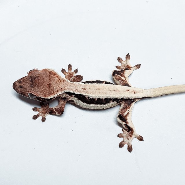 Lilly 100% Het Axanthic