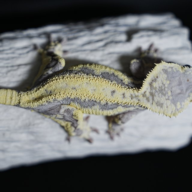 Sable Lilly Axanthic