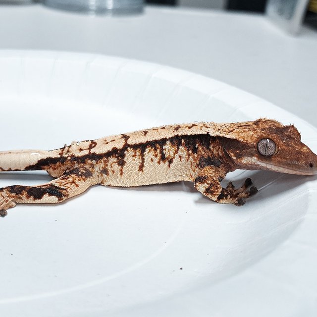 Tri Extreme Harlequin