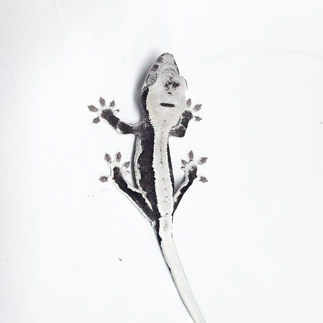 Lilly Axanthic