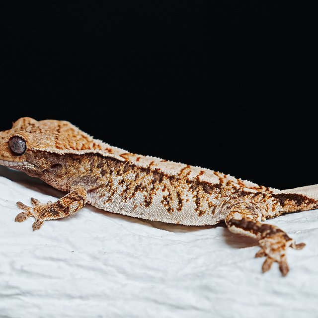 트라이 익스트림할리퀸