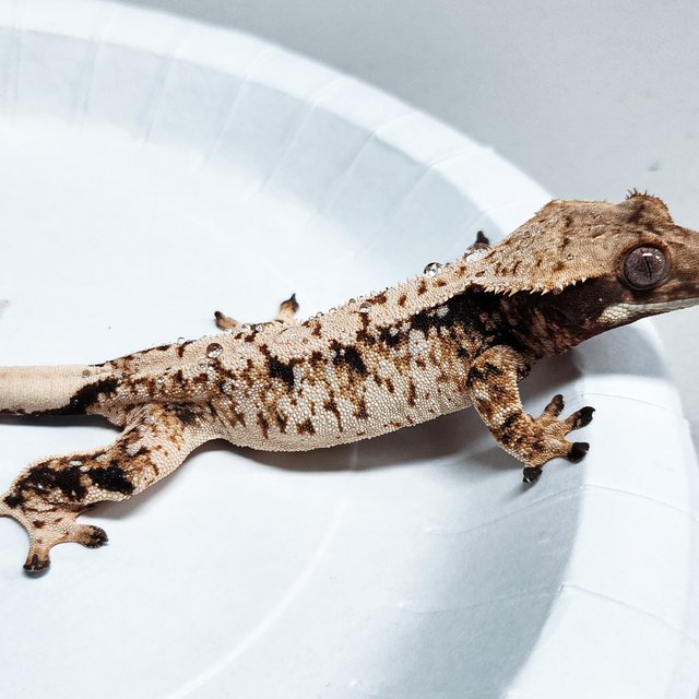 Tri Extreme Harlequin