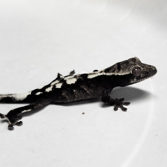 Sable Axanthic