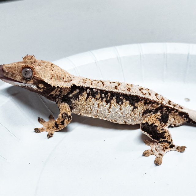 Tri Extreme Harlequin