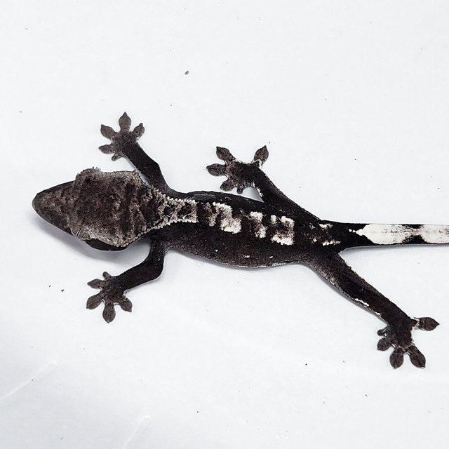 Axanthic