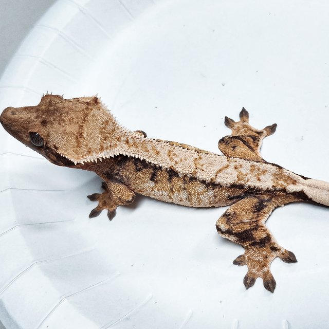 Tri Extreme Harlequin