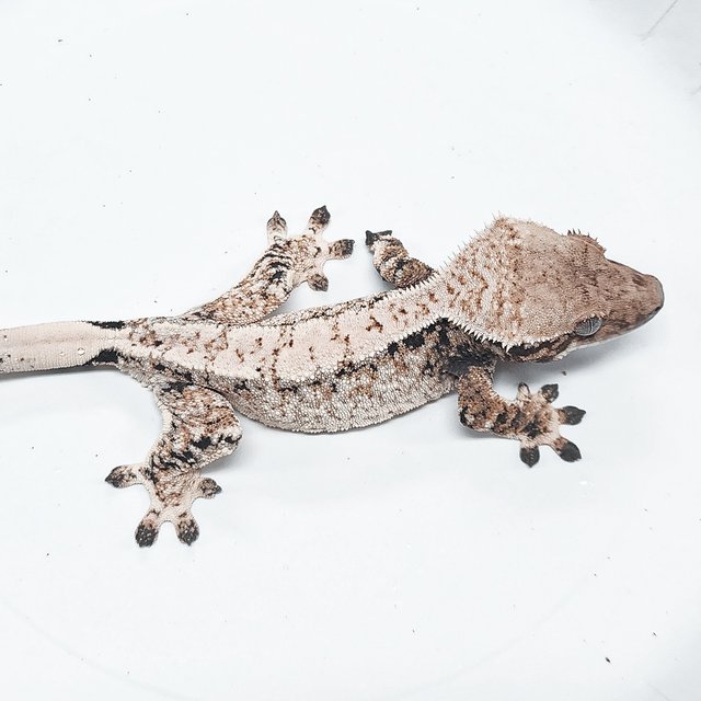 Tri Extreme Harlequin
