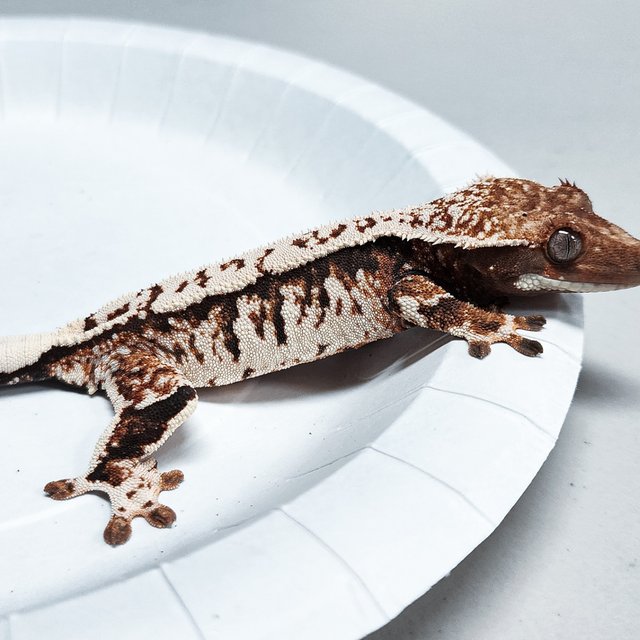 Tri Extreme Harlequin