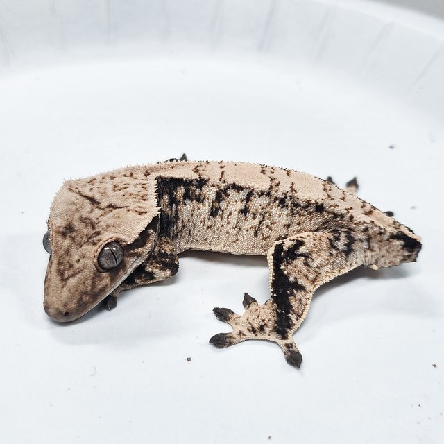 Tri Extreme Harlequin