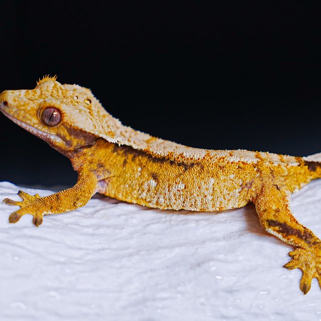 Tri Extreme Harlequin