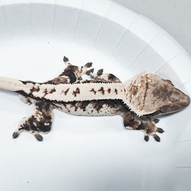 Tri Extreme Harlequin