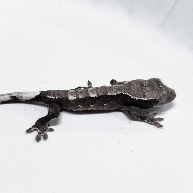 Axanthic