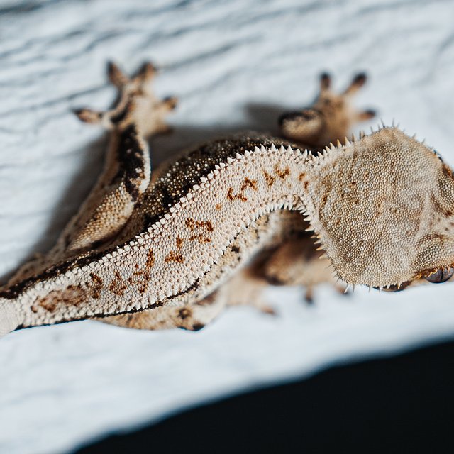 Tri Extreme Harlequin