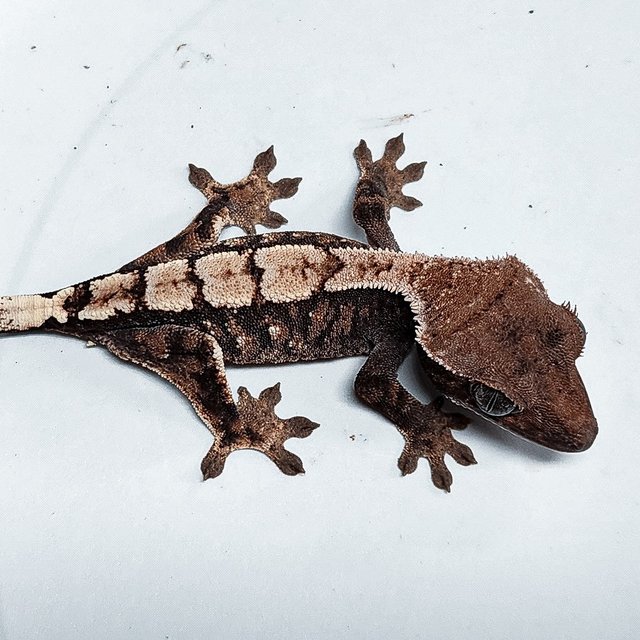 100% Het Axanthic Sable