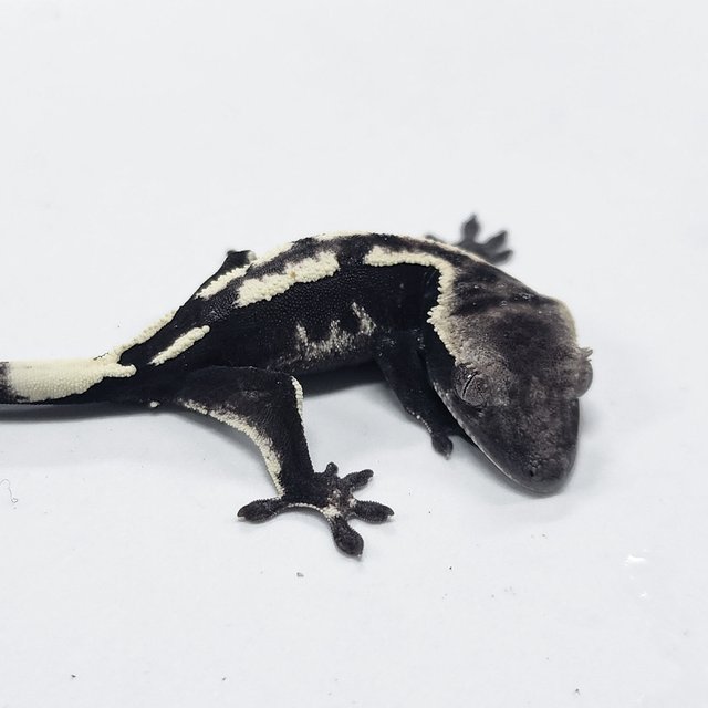 Sable Axanthic