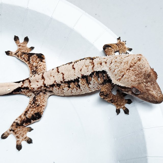Tri Extreme Harlequin